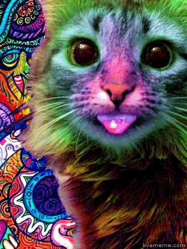 hypnocat