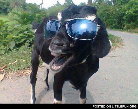 Nice glasses)