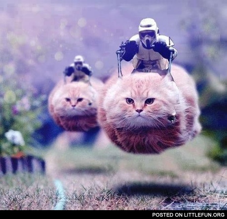 Hovercats in attack
