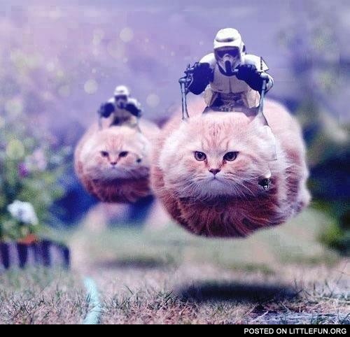 Hovercats in attack