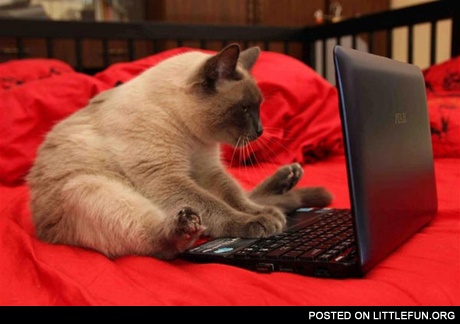 Cat on laptop