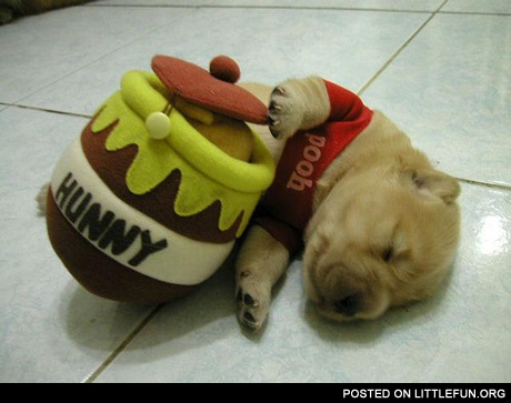 Pet costume (Pooh)