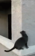 Cat climber
