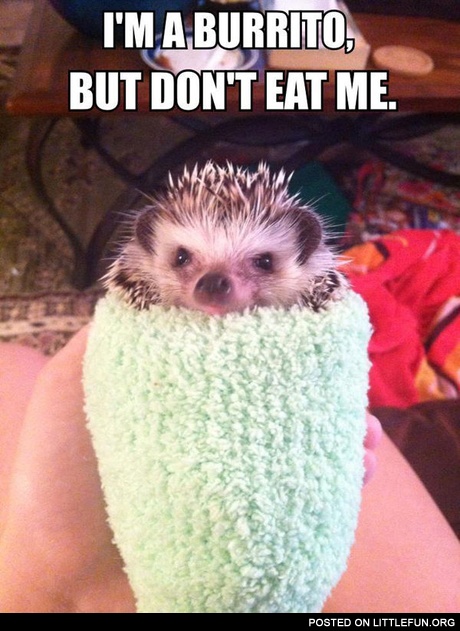 Dressed hedgehog