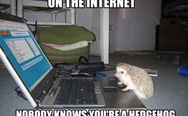 On the internet nobody knows you are a hedgehog. Hedgehog and laptop.
