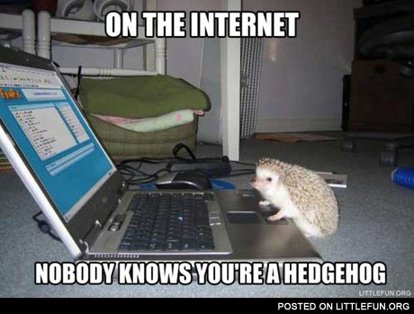 On the internet nobody knows you are a hedgehog. Hedgehog and laptop.