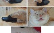 Cat sniffing the shoes. We need new shoes... Or new cat.