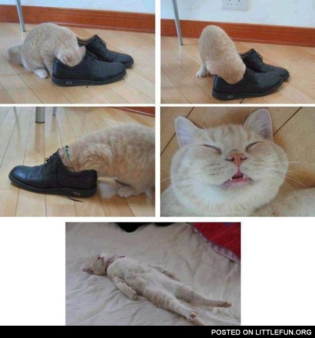 Cat sniffing the shoes. We need new shoes... Or new cat.