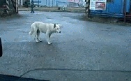 Bouncing dog