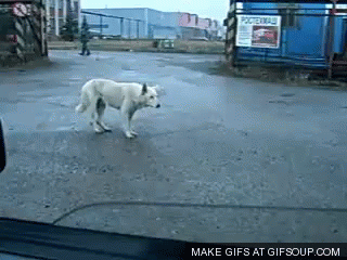 Bouncing dog