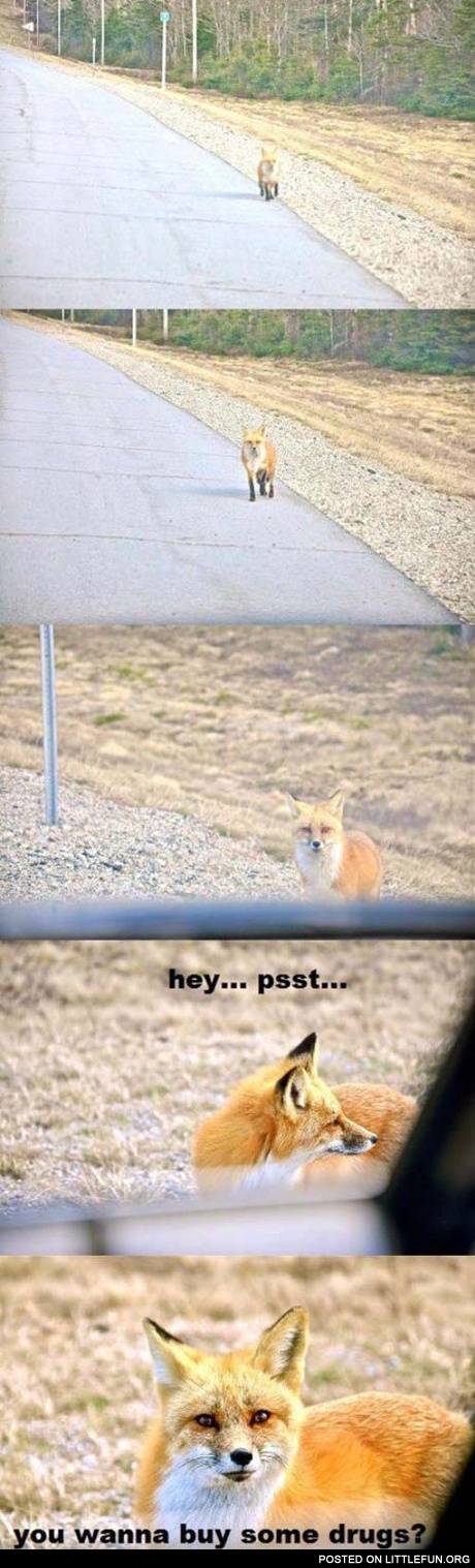 Fox dealer