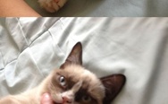 That famous happy kitten ^^ Grumpy cat in da house.