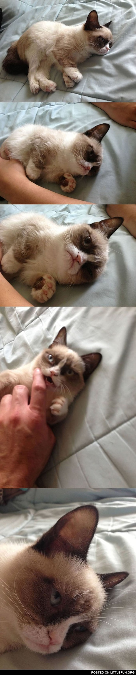 That famous happy kitten ^^ Grumpy cat in da house.