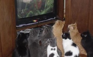 Cats and TV