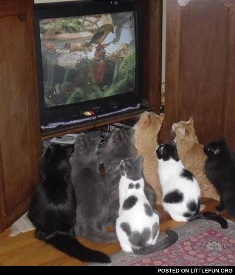 Cats and TV