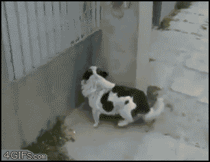 Very smart dog
