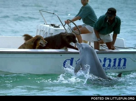 Dogs and dolphin