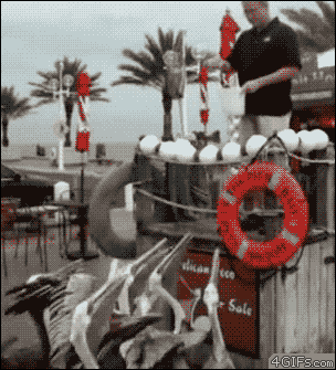 Smart seagull