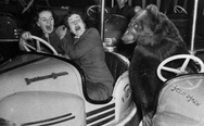 Bear and car