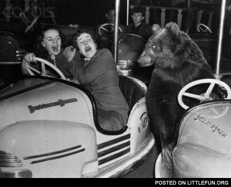 Bear and car