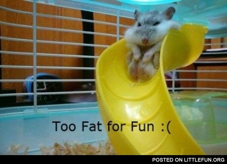 Too fat