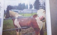 A cow photobombing a horse stuck in a fence.