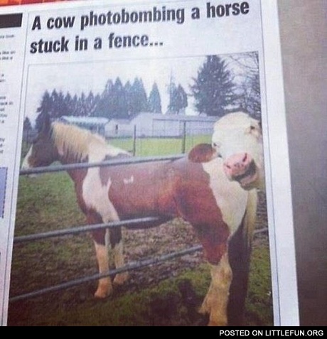 A cow photobombing a horse stuck in a fence.