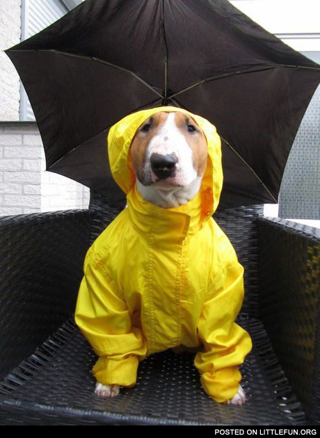 Dog in yellow jumpsuit