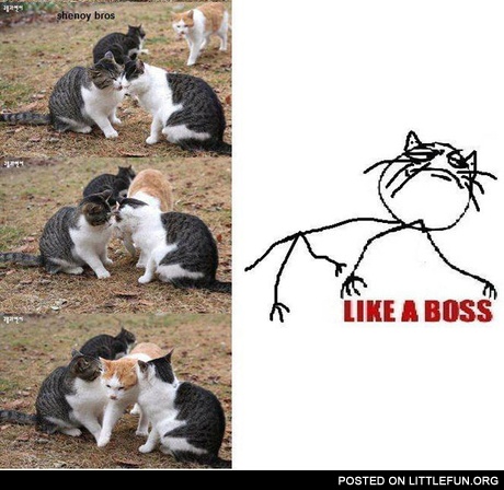 Like a Boss