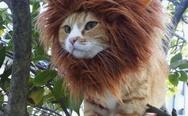 Cat in a lion costume