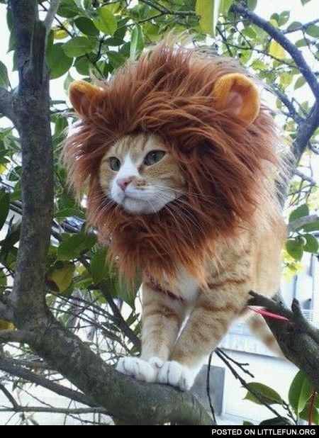 Cat in a lion costume
