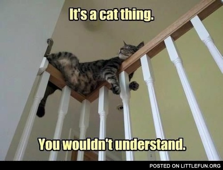 It's a cat thing, you wouldn't understand.