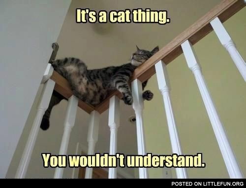 It's a cat thing, you wouldn't understand.