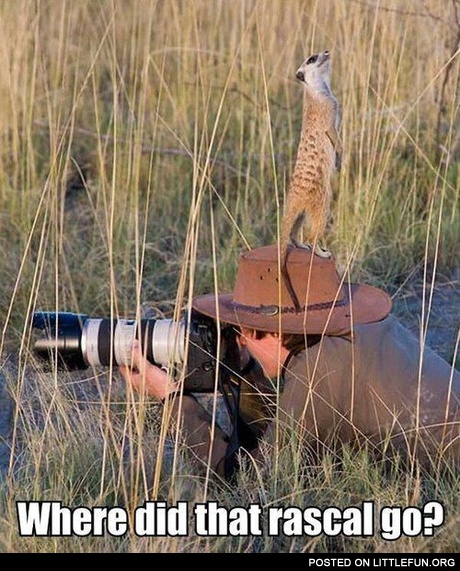 Where did that rascal go?