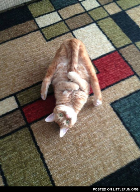 Yoga cat. I forgot how to cat.