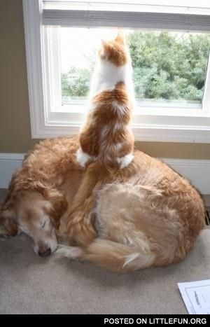 Cat on dog. Viewpoint.