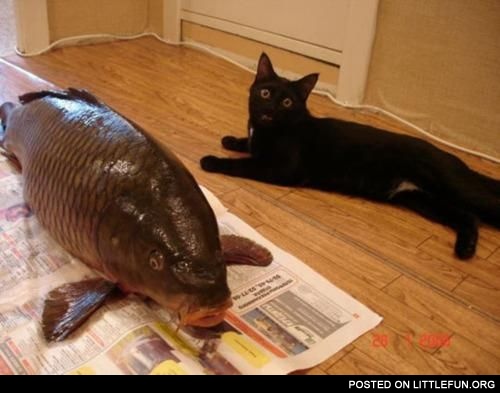 Great catch. Cat and big fish.