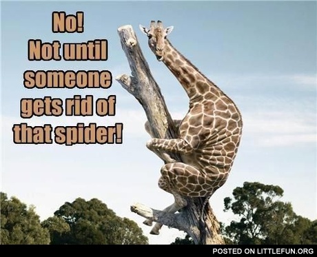 NO! Not until someone gets rid of that spider!