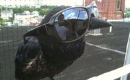 Crow in glasses