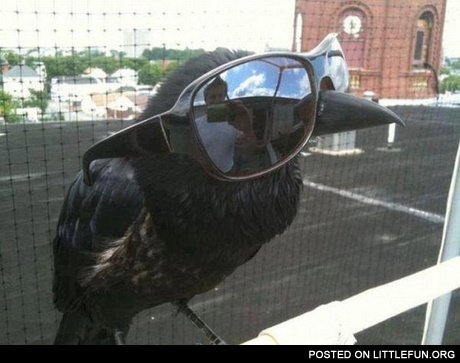 Crow in glasses