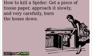 How to kill a spider