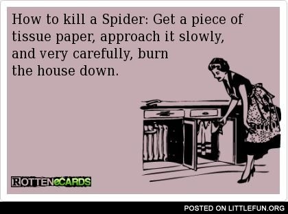 How to kill a spider
