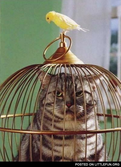 Locked up. Cat in the cage.