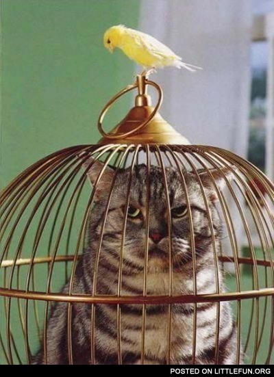 Locked up. Cat in the cage.
