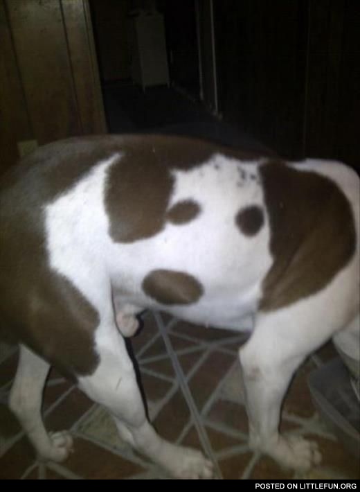 Dog face on the back