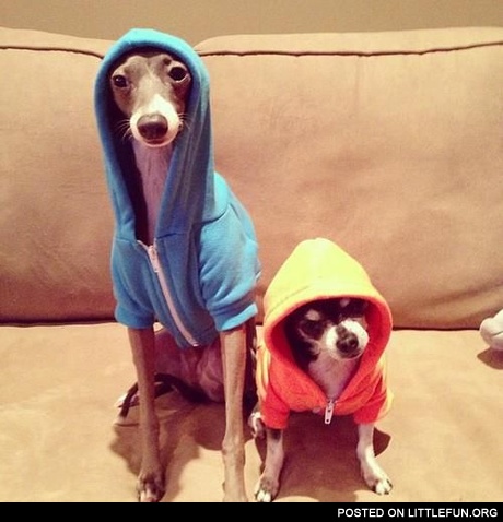 Dressed dogs