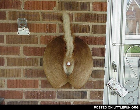 Ding Dong. Ass doorbell.