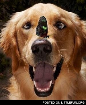 Dog and butterfly