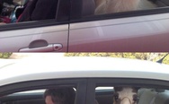 Lama in the car
