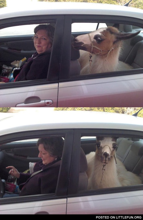 Lama in the car